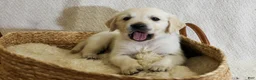 Golden Retriever dogs for sale: Chicory - Ad 3