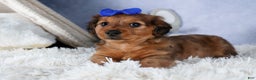 Miniature Dachshund dogs for sale: Jasper - Ad 7