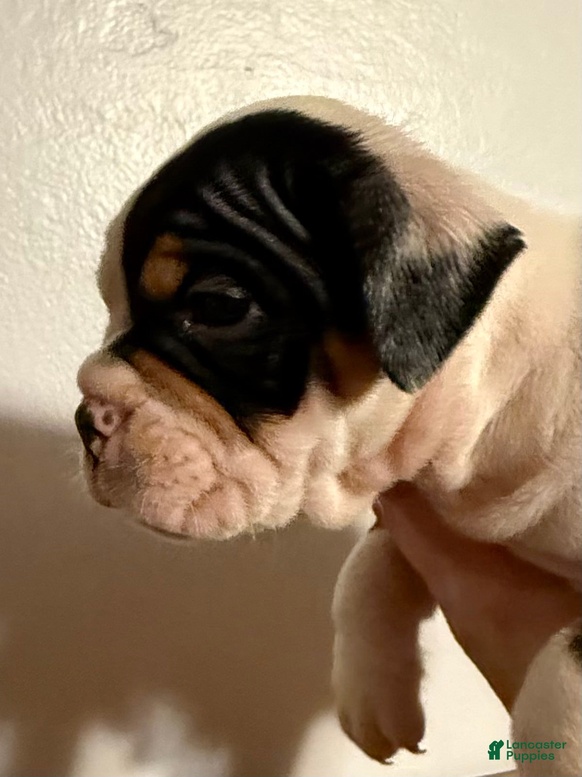 Olde English Bulldogge dogs Teeter - Ad 2