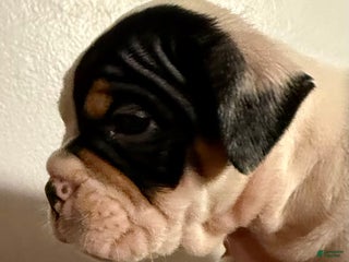 Olde English Bulldogge dogs Teeter - Ad 1