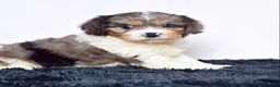 Cavapoo dogs for sale: Joe Wengerd - Ad 5
