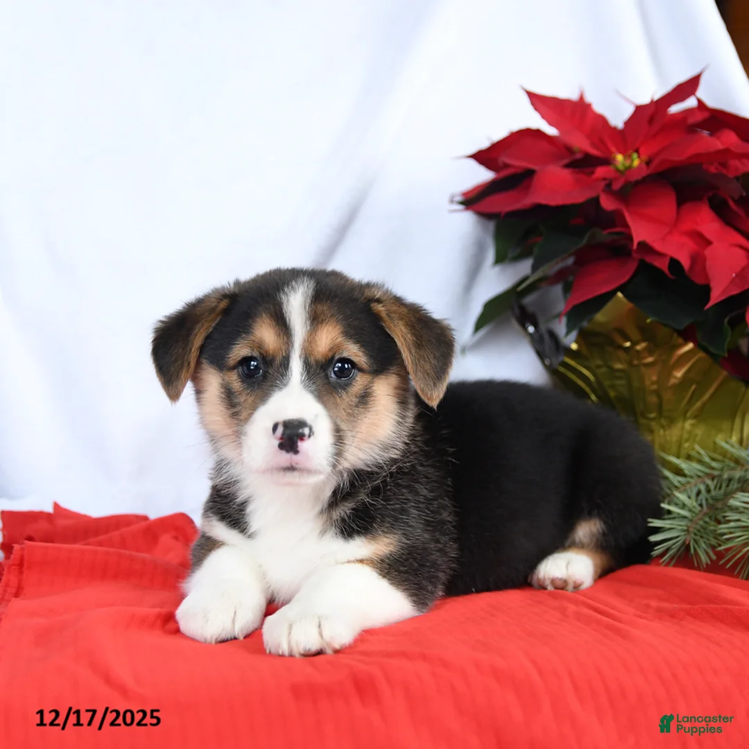 Welsh Corgi Pembroke dogs for sale: Rosie - Ad 2