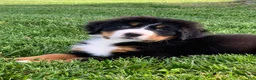 Bernese Mountain Dog dogs for sale: Snoopy - Ad 5