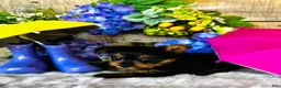 Yorkshire Terrier dogs for sale: GiGi - Ad 5