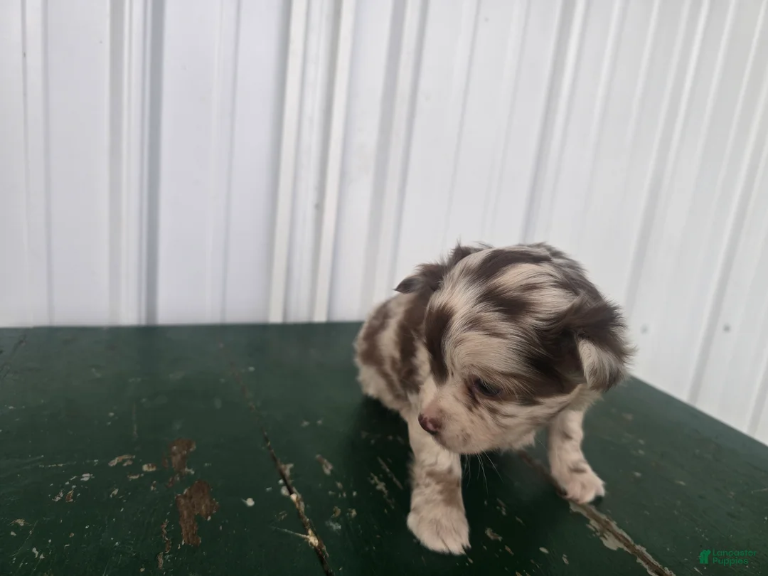 Chihuahua dogs for sale: Chihuahua Puppy 4 - Ad 2
