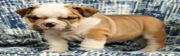English Bulldog dogs for sale: Jasper - Ad 7