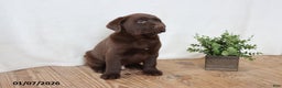 Labrador Retriever dogs for sale: Fudge - Ad 10