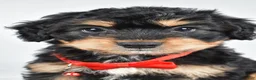 Mixed Breed dogs for sale: Teagan - Ad 6