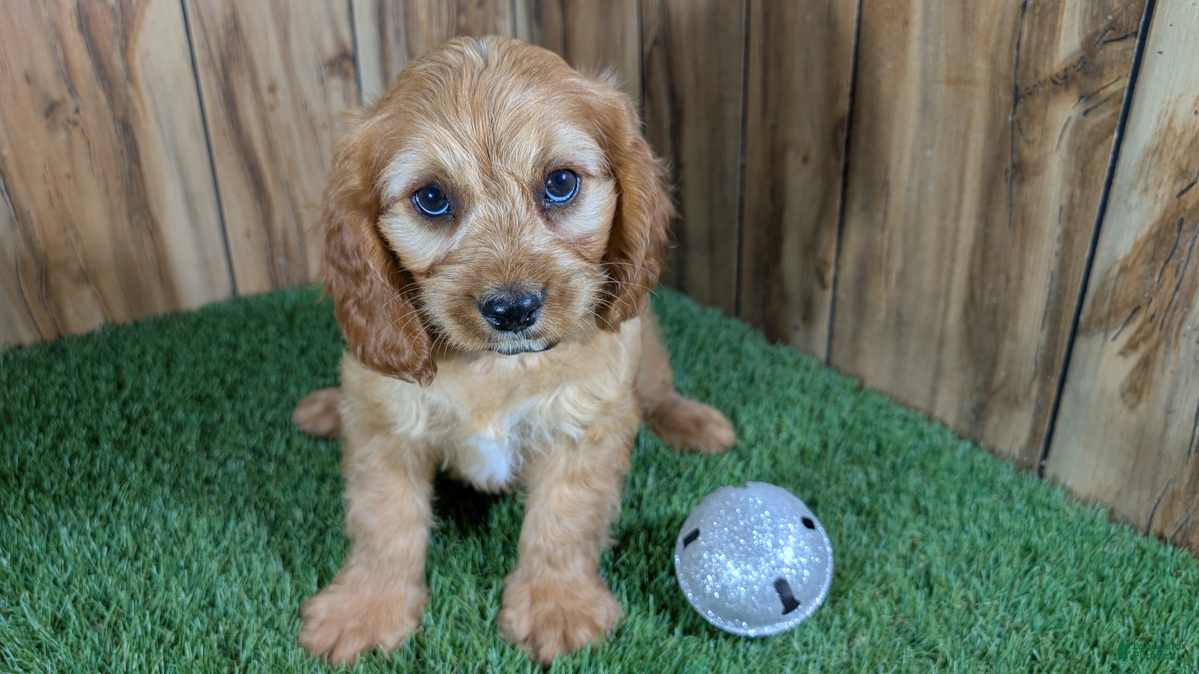 Cavapoo dogs Jazzy Boy 3 - Ad 1