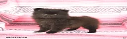 Pomeranian dogs for sale: Tiny - Ad 2