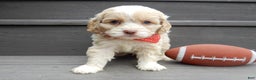 Cockapoo dogs for sale: Joey - Ad 1