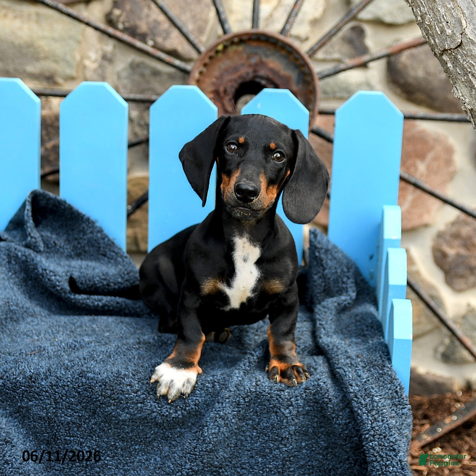 Miniature Dachshund dogs Ringo - Ad 2