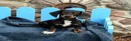 Miniature Dachshund dogs for sale: Ringo - Ad 2