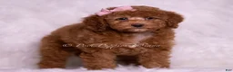 Mini Goldendoodle dogs for sale: Glitter - Ad 3