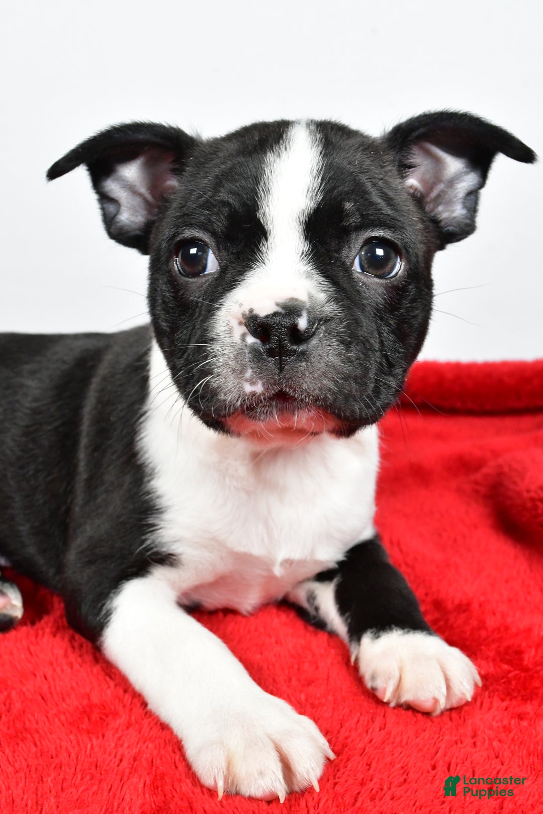 Boston Terrier dogs for sale: Scott - Ad 3
