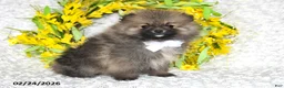 Pomeranian dogs for sale: Jesse EXTRA SMALL - Ad 3