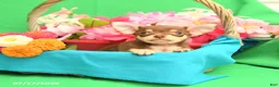 Chihuahua dogs for sale: Felix - Ad 3