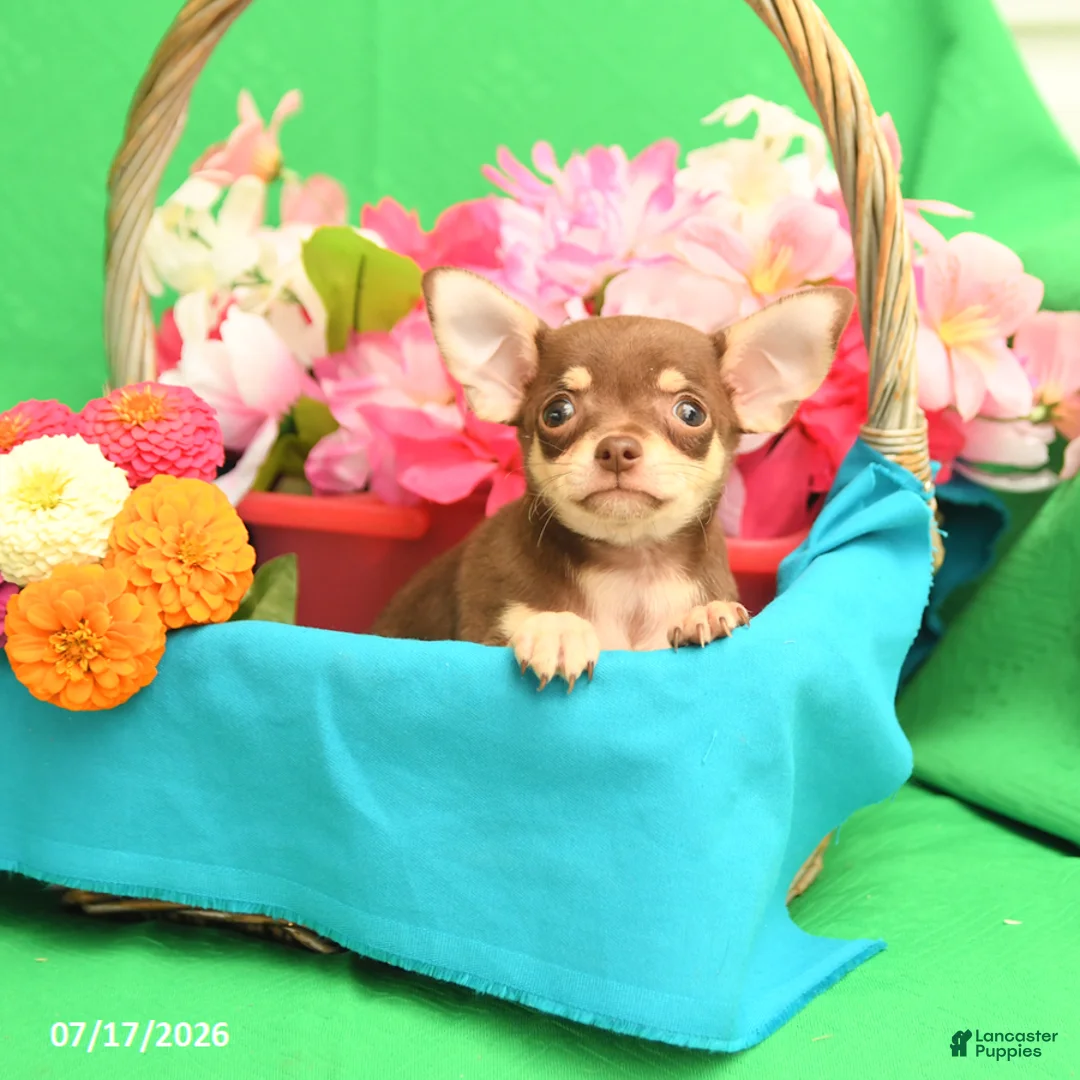 Chihuahua dogs for sale: Felix - Ad 3