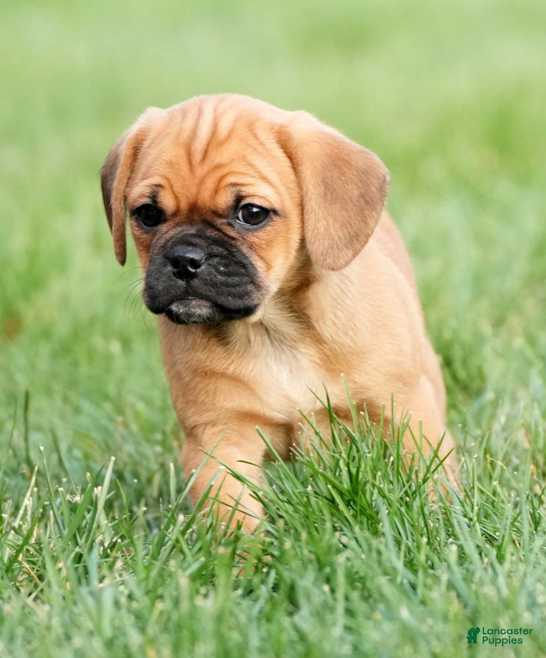 Puggle dogs for sale: Chloe - Ad 4