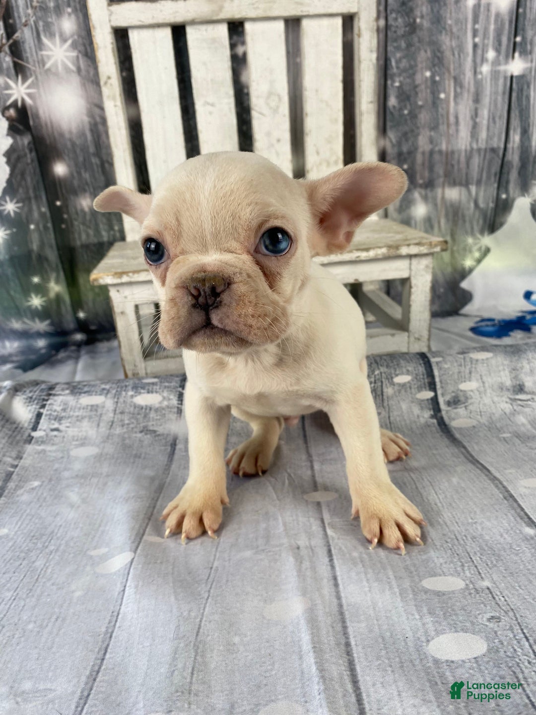 Mixed Breed dogs for sale: Bobby - Ad 7