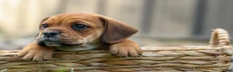 Beabull dogs for sale: Arthur - Ad 5