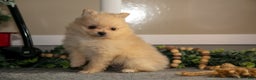 Pomeranian dogs for sale: Zeke - Ad 3
