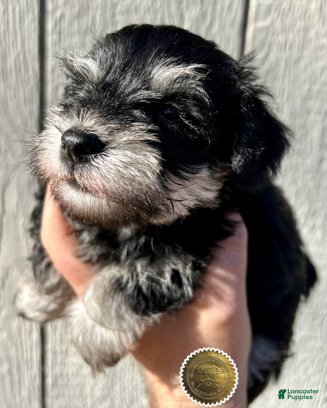 Miniature Schnauzer dogs for sale: ROSIE - Ad 25