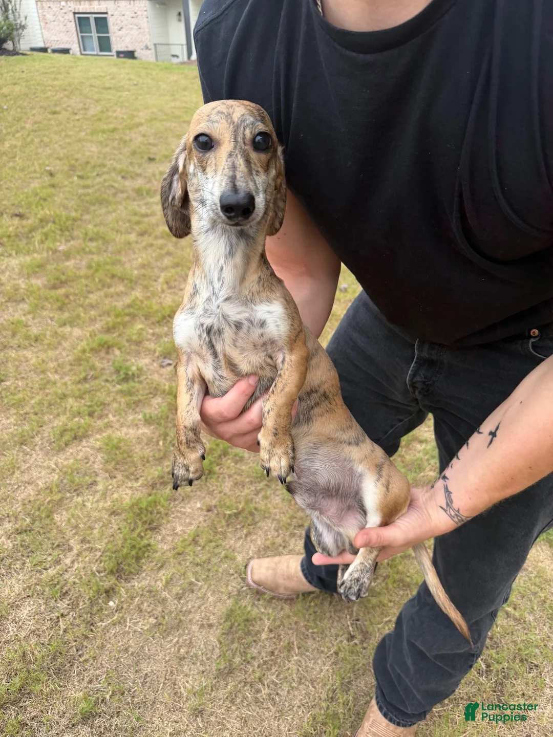 Dachshund dogs for sale: Dachshund 1 - Ad 1