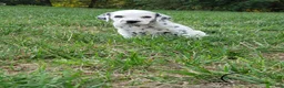 Dalmatian dogs for sale: Charlie - Ad 3