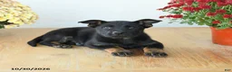 Mixed Breed dogs for sale: Gracie - Ad 5