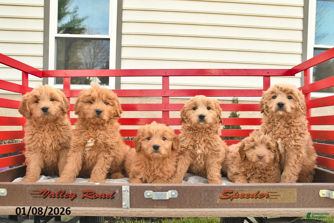 Mini Goldendoodle dogs for sale: Washington  - Ad 3