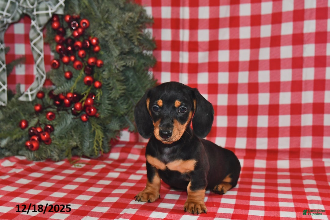 Miniature Dachshund dogs for sale: Pixie - Ad 3