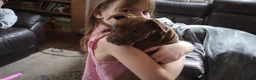 American Bully dogs for sale: Ariel Manning - Ad 4