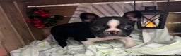 Boston Terrier dogs for sale: Bubba - Ad 4