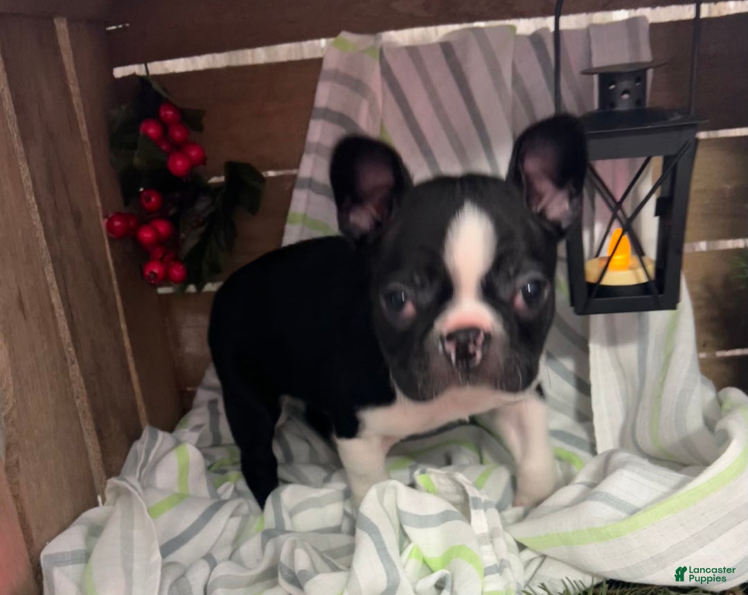 Boston Terrier dogs for sale: Bubba - Ad 4