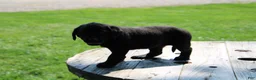 Labrador Retriever dogs for sale: Andy - Ad 2