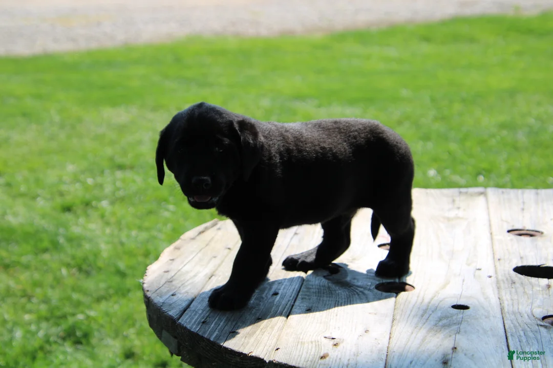 Labrador Retriever dogs for sale: Andy - Ad 2