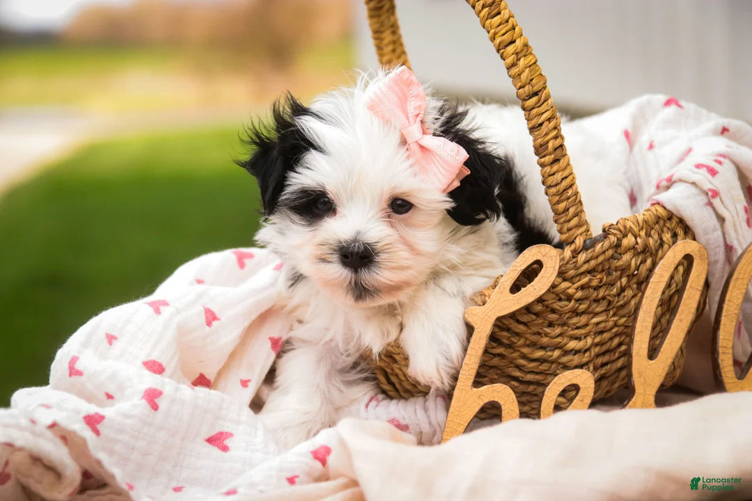Havanese dogs for sale: Precious - Ad 1