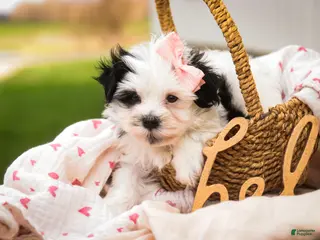 Havanese dogs for sale: Precious - Ad 3