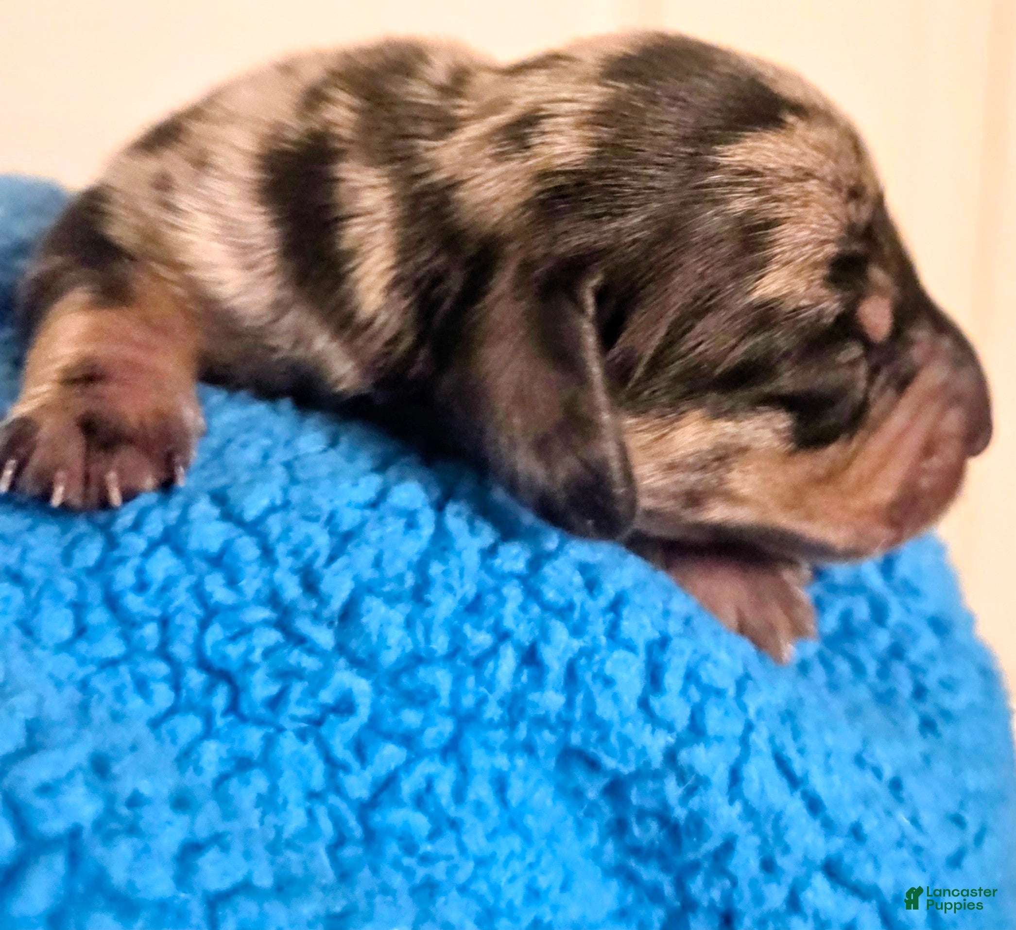 Dachshund dogs for sale: Dachshund 3 - Ad 1