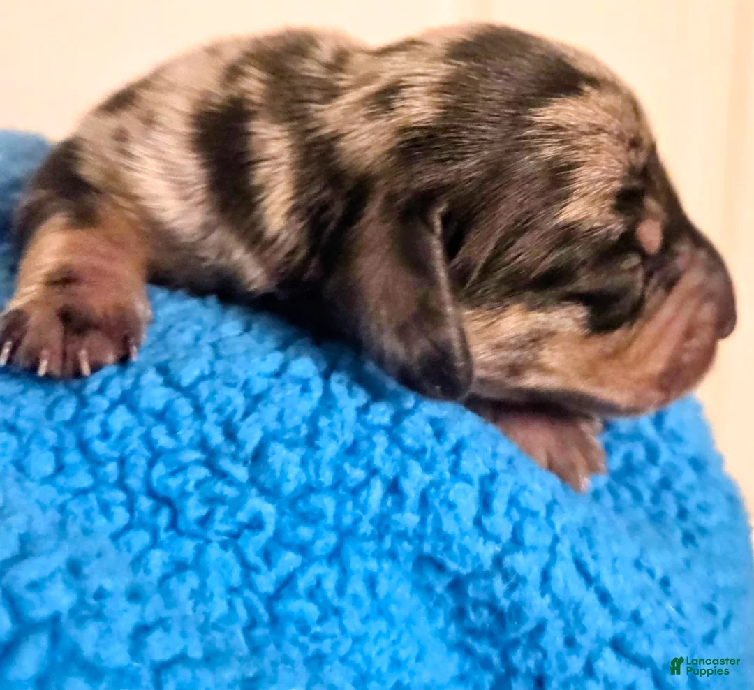 Dachshund dogs for sale: Dachshund 3 - Ad 1