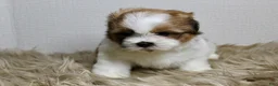 Shih Tzu dogs for sale: Cupcake - Ad 3