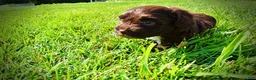 Havapoo dogs for sale: Hershey - Ad 17