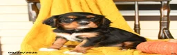 Cavalier King Charles Spaniel dogs for sale: Poe  - Ad 3