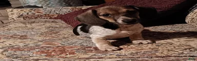 Miniature Dachshund 3