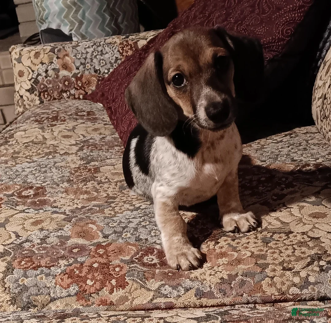 Miniature Dachshund dogs for sale: Miniature Dachshund 3 - Ad 1