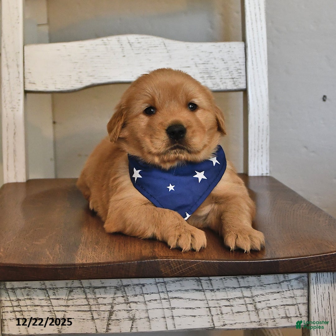 Golden Retriever dogs for sale: Sir Bentley - Ad 3