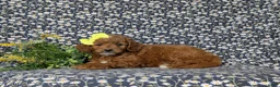 Mini Goldendoodle dogs for sale: Teegan 9 lbs Full Grown - Ad 4