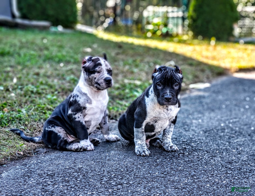 American Bully dogs for sale: Brisco - Ad 4