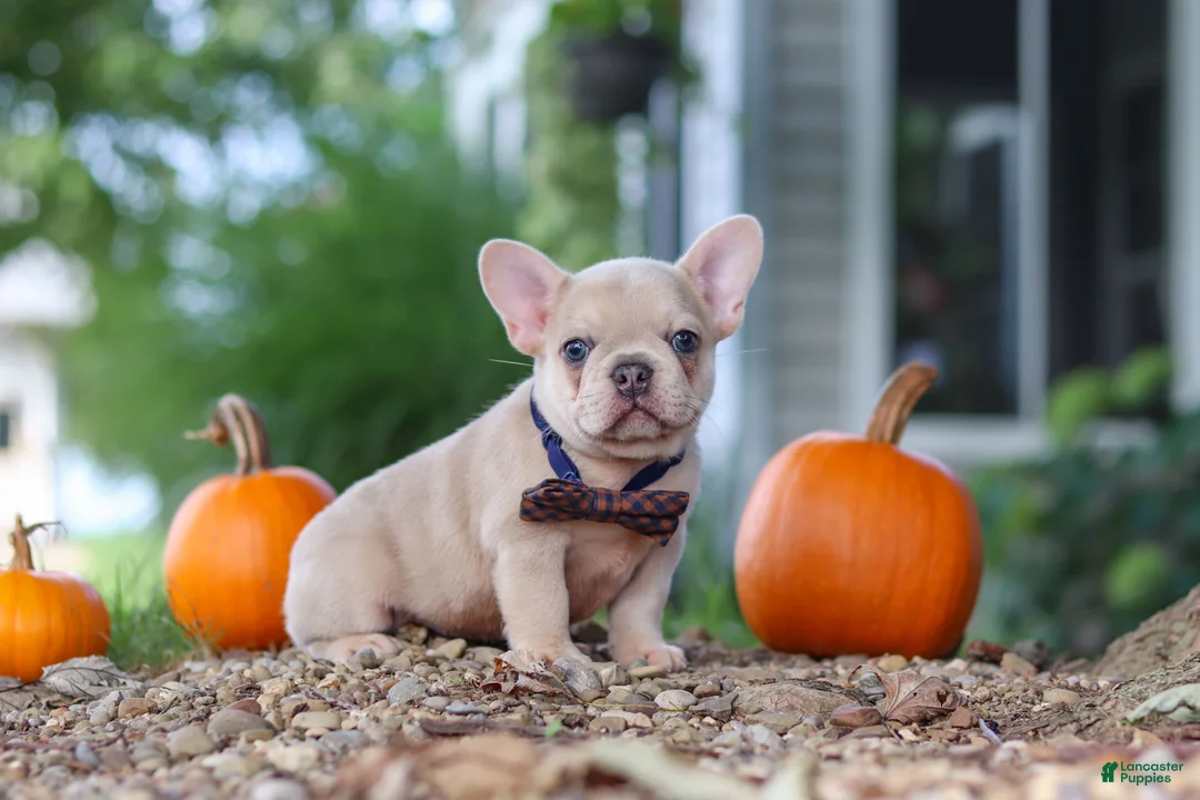 French Bulldog dogs for sale: Emmett  - Ad 1